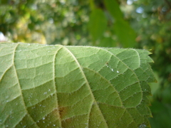 Celtis occidentalis
