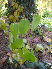 Reynoutria japonica