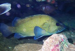 Acanthistius ocellatus