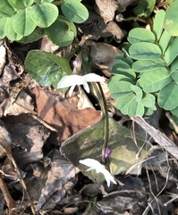 Viola alba