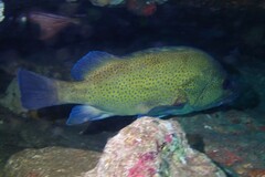 Acanthistius ocellatus