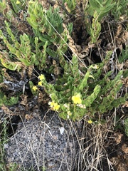 Goodenia amplexans