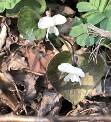 Viola alba