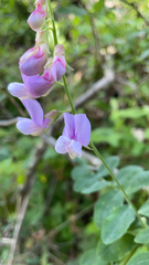 Lathyrus vestitus