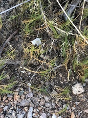 Distichlis distichophylla