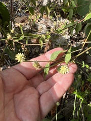 Alternanthera flavescens