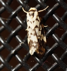 Goniosema anguliscripta