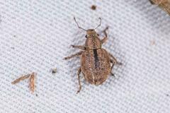 Strophosoma melanogrammum