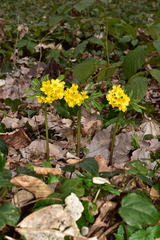 Gymnospermium smirnowii