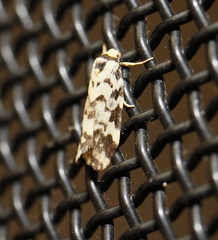 Goniosema anguliscripta