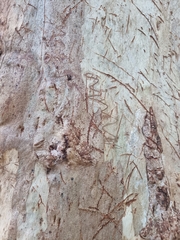 Eucalyptus racemosa