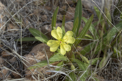 Oenothera primiveris