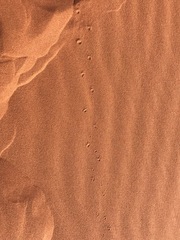 Meroles cuneirostris