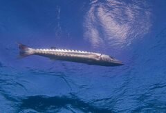 Sphyraena barracuda
