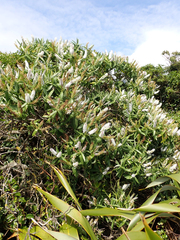 Veronica dieffenbachii