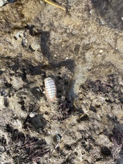 Polyplacophora