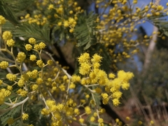 Acacia dealbata