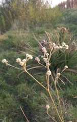 Pfaffia glomerata