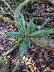 Asplenium australasicum
