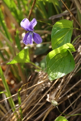 Viola uliginosa