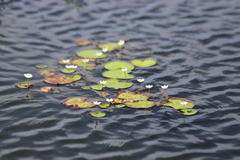 Nymphoides indica