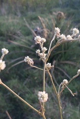 Pfaffia glomerata