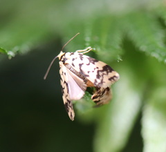 Goniosema anguliscripta