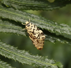Goniosema anguliscripta