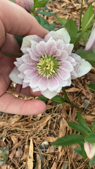 Helleborus orientalis