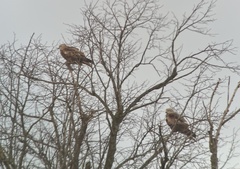 Milvus milvus