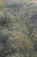 Pfaffia glomerata