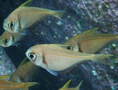 Pempheris compressa