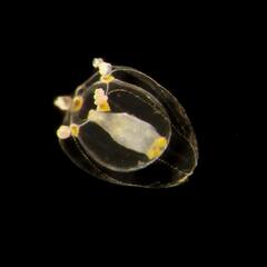 Ectopleura dumortierii