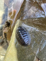 Chiton glaucus