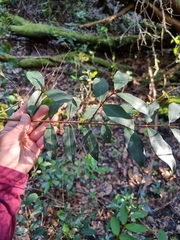 Pilidiostigma glabrum