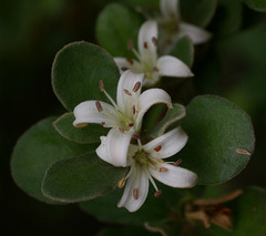 Correa alba alba