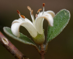 Correa alba alba
