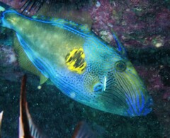 Meuschenia freycineti