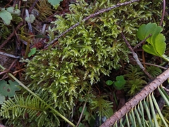 Homalothecium megaptilum