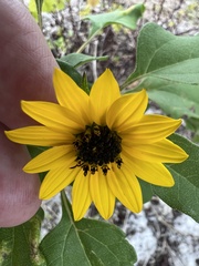 Helianthus debilis