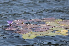 Nymphaea nouchali