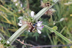 Pseudomops neglectus