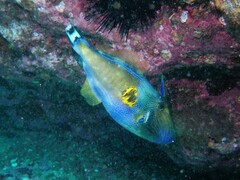 Meuschenia freycineti