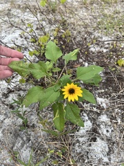 Helianthus debilis
