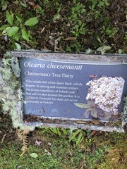 Olearia cheesemanii