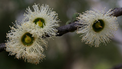 Eucalyptus deuaensis