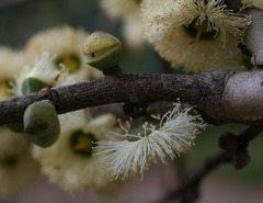 Eucalyptus deuaensis