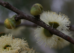 Eucalyptus deuaensis