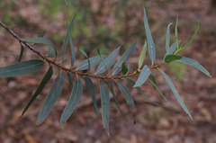 Eucalyptus deuaensis