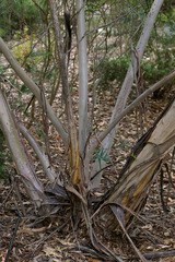 Eucalyptus deuaensis